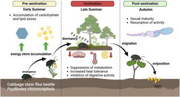 Physiological and transcriptional changes associated with obligate aestivation in the cabbage stem flea beetle (Psylliodes chrysocephala)