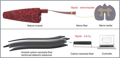 Uniaxial carbon nanotube fiber reinforced dielectric elastomer actuator with self-sensing