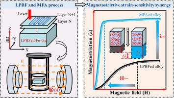 Magnetostrictive strain-sensitivity synergy for laser-beam powder bed fusion processed Fe81Ga19 alloys by magnetic field annealing