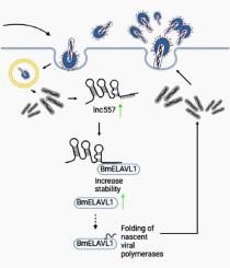 Lnc557 promotes Bombyx mori nucleopolyhedrovirus replication by interacting with BmELAVL1 to enhance its stability and expression