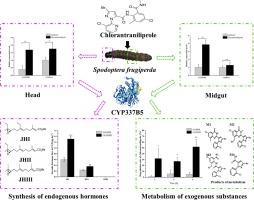 A cytochrome P450 monooxygenase (CYP337B5) plays a key role in regulating juvenile hormone biosynthesis and degrading chlorantraniliprole in Spodoptera frugiperda (Lepidoptera: Noctuidae)