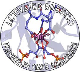 The structure of Mn(II)–bound Rubisco from Spinacia oleracea