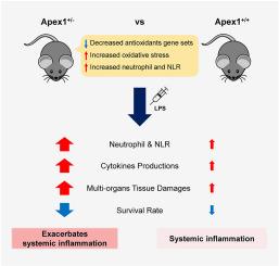 Heterozygous Apex1 deficiency exacerbates lipopolysaccharide-induced systemic inflammation in a murine model