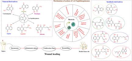 Current status of 1,4-Naphthoquinones and their derivatives for wound healing