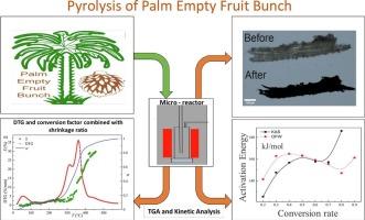 Thermogravimetric analysis and kinetic modeling for empty fruit bunch date palm pyrolysis