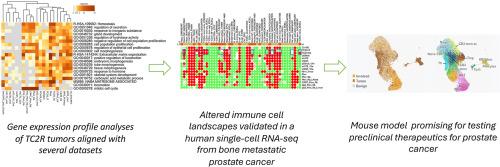 Transcriptomic analysis of mouse TRAMP cell lines and tumors provide insights into shared pathways and therapeutic targets