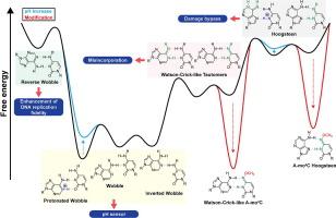 Insights into the A-C Mismatch Conformational Ensemble in Duplex DNA and its Role in Genetic Processes through a Structure-based Review