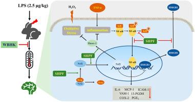 Thiols-rich peptide from water buffalo horn keratin alleviates oxidative stress and inflammation through co-regulating Nrf2/Hmox-1 and NF-κB signaling pathway