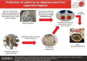 Xylitol production by a Wickerhamomyces anomalus strain adapted for enhanced tolerance to sugarcane bagasse hemicellulosic hydrolysate with high content of fermentation inhibitors