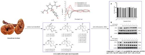 Ganospirones A−G, seven undescribed spiro-meroterpenoids from Ganoderma lucidum and their biological activities