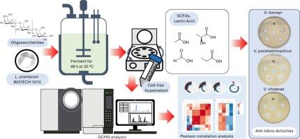 Fermentability assessment of selected oligosaccharides by Lactiplantibacillus plantarum BIOTECH 1074 towards short-chain organic acid production with anti-vibrio efficacy