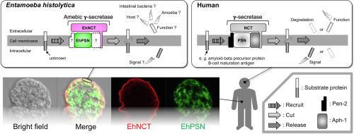 Evidence of γ-secretase complex involved in the regulation of intramembrane proteolysis in Entamoeba histolytica