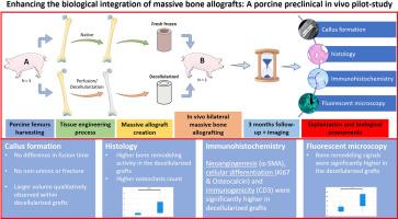 Enhancing the biological integration of massive bone allografts: A porcine preclinical in vivo pilot-study