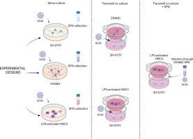 Neurotoxic effects of coronavirus: Potential implications in Alzheimer's onset and progression