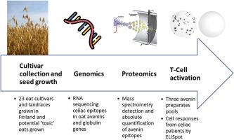 A global view of oat immunogenicity for celiac disease, from genes to cellular response