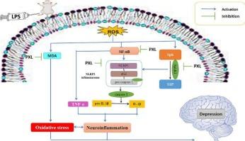 Re-positioning of low dose paclitaxel against depressive-like behavior and neuroinflammation induced by lipopolysaccharide in rats: Crosstalk between NLRP3/caspase-1/IL-1β and Sphk1/S1P/ NF-κB signaling pathways