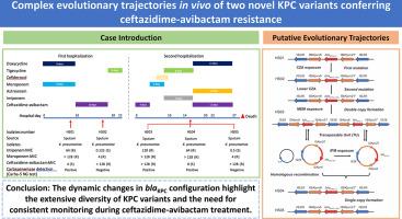 Complex evolutionary trajectories in vivo of two novel KPC variants conferring ceftazidime-avibactam resistance