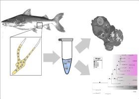 New species of Myxobolus in potamodromous catfish from the eastern Amazon, Brazil