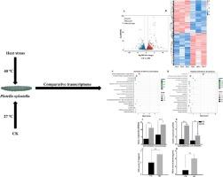 Comparative transcriptome analysis provides comprehensive insight into the molecular mechanisms of heat adaption in Plutella xylostella