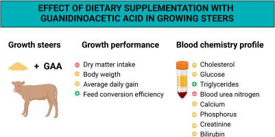 Influence of dietary supplementation of guanidinoacetic acid on growth performance and blood chemistry profile of growing steers