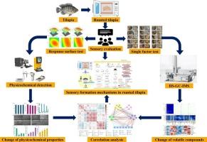 Identification of key physicochemical properties and volatile flavor compounds for the sensory formation of roasted tilapia