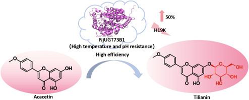 An efficient flavonoid glycosyltransferase NjUGT73B1 from Nardostachys jatamansi of alpine Himalayas discovered by structure-based protein clustering