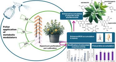 Differentiated response of Hypericum perforatum to foliar application of selected metabolic modulators: Elicitation potential of chitosan, selenium, and salicylic acid mediated by redox imbalance