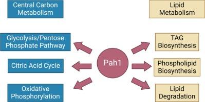 The PAH1-encoded phosphatidate phosphatase of Yarrowia lipolytica differentially affects gene expression and lipid biosynthesis