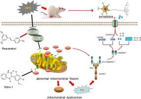 Resveratrol protects against a high-fat diet-induced neuroinflammation by suppressing mitochondrial fission via targeting SIRT1/PGC-1α