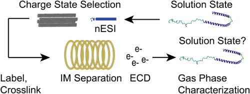 Revealing the fates of proteins in the gas phase