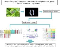 Transcriptomic analyses reveals a diverse venom composition in Agelena limbata (Araneae: Agelenaidae)