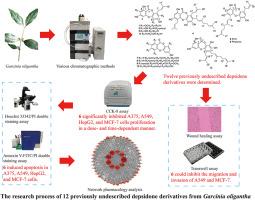 Identification and bioactivity evaluation of twelve previously undescribed depsidone derivatives from Garcinia oligantha