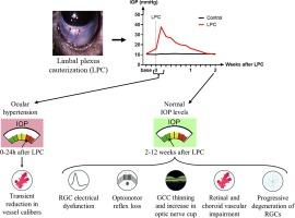 Longitudinal evaluation of morphological, functional and vascular alterations in a rat model of experimental glaucoma