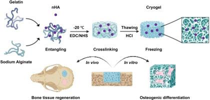 Organic-inorganic nHA-Gelatin/Alginate high strength macroporous cryogel promotes bone regeneration