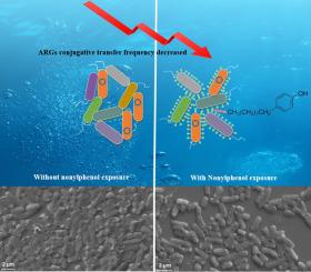 A maverick: Environmentally relevant concentrations of nonylphenol attenuate the plasmid-mediated conjugative transfer of antibiotic resistance genes