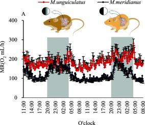 Involvement of the gut microbiota in the metabolic phenotypes of two sympatric gerbils