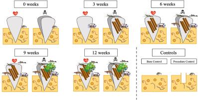 Razor clam (Pinna bicolor) structural mimics as drivers of epibenthic biodiversity; a manipulative experiment