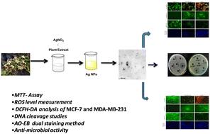 Green synthesis of silver nanoparticles: understanding biological activities – anticancer, antimicrobial, and plasmid DNA cleavage properties through reactive oxygen species release†