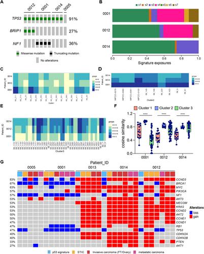 The genomic trajectory of ovarian high-grade serous carcinoma can be observed in STIC lesions