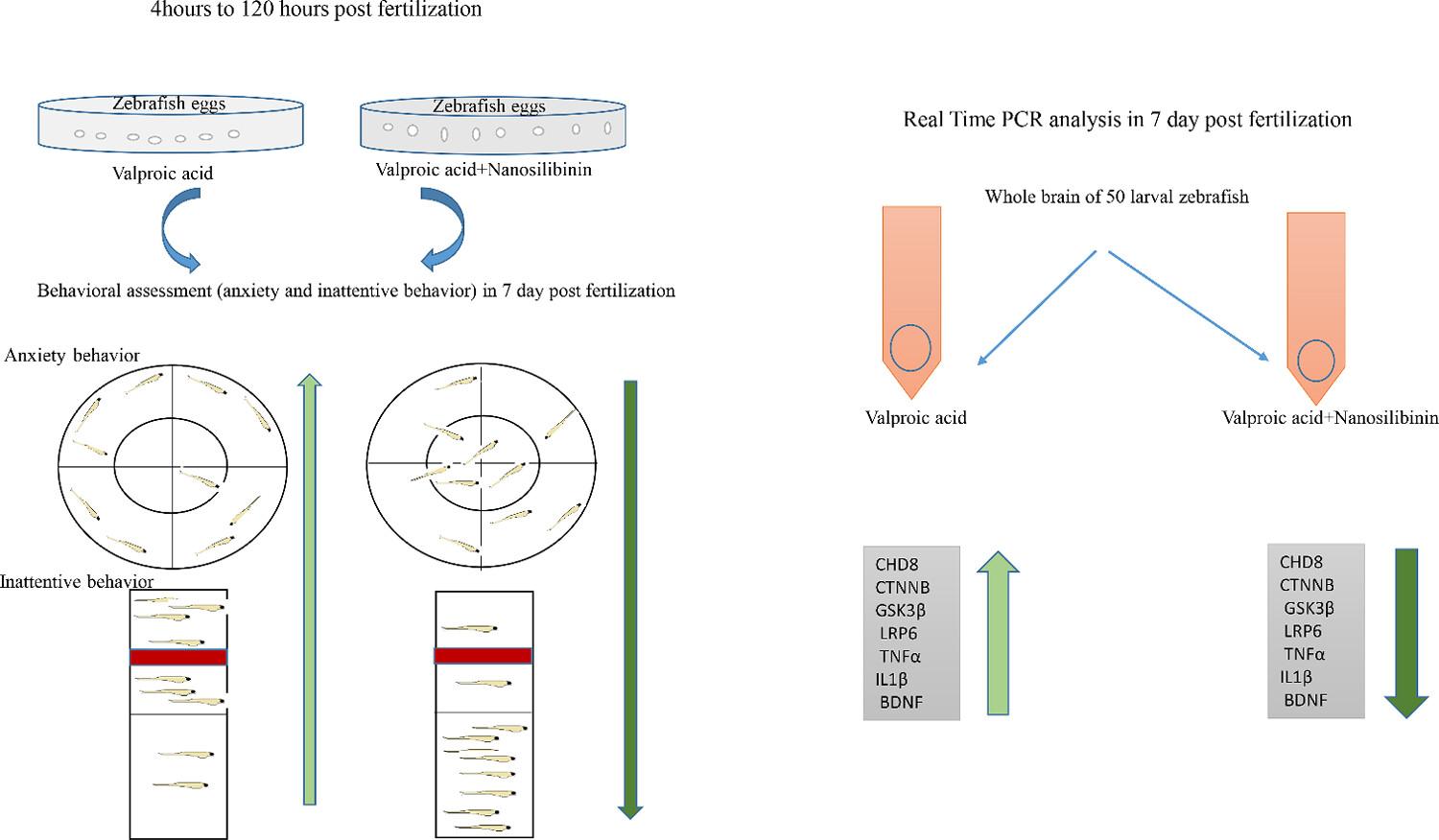 Therapeutic effects of nanosilibinin in valproic acid-zebrafish model of autism spectrum disorder: Focusing on Wnt signaling pathway and autism spectrum disorder-related cytokines