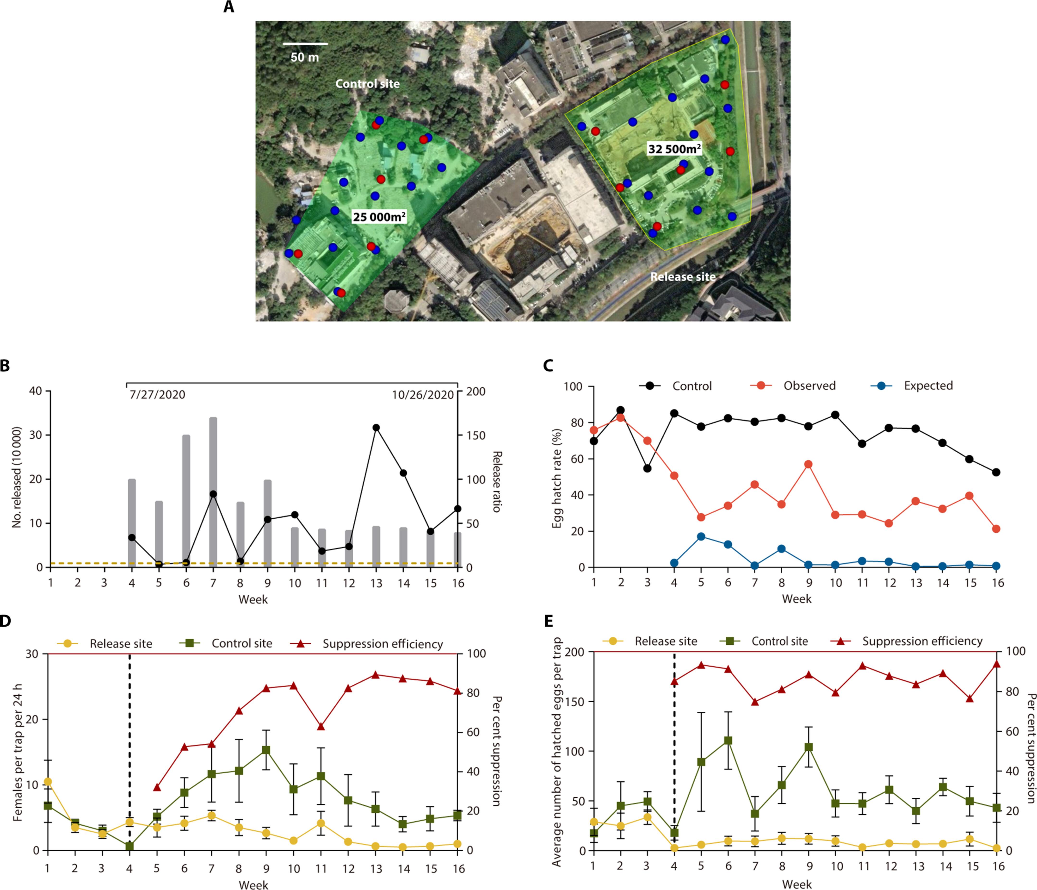 Upscaling the production of sterile male mosquitoes with an automated pupa sex sorter