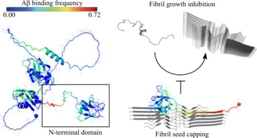 TDP-43 Promotes Amyloid-Beta Toxicity by Delaying Fibril Maturation via Direct Molecular Interaction