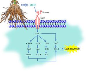 Phenylpropanoid-rich maize root extract serves as a natural antidepressant