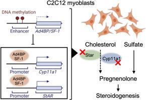 DNA methylation of Ad4BP/SF-1 suppresses Cyp11a1 and StAR transcripts in C2C12 myoblasts