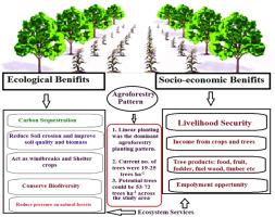 Agroforestry status, services, and its role in climate change mitigation through carbon sequestration under semi-arid conditions