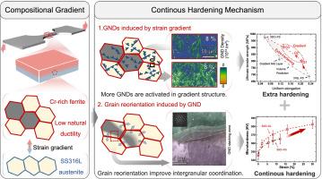 Chromium gradient stainless steels with simultaneous high strength, ductility, and corrosion-resistant: In-depth study of continuous hardening mechanisms