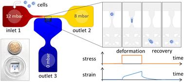 Deformation under flow and morphological recovery of cancer cells†