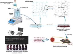 A novel chitosan–PEG hydrogel embedded with in situ silver nanoparticles of Clerodendrum glandulosum Lindl. extract: evaluation of its in vivo diabetic wound healing properties using an image-guided machine learning model†