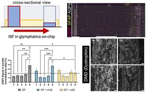 Monomeric and oligomeric amyloid-β cause distinct Alzheimer's disease pathophysiological characteristics in astrocytes in human glymphatics-on-chip models†