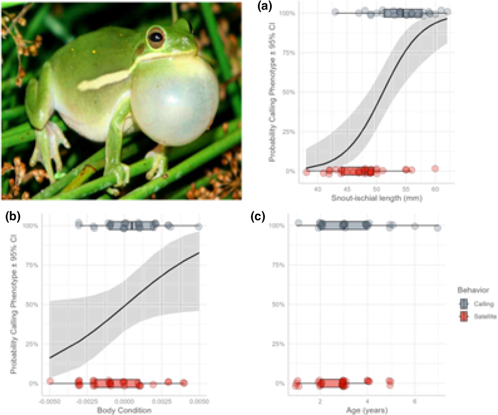 Adoption of satellite behavior by small male green treefrogs, Dryophytes cinereus, is not associated with age: Implications for the maintenance of alternative behavioral phenotypes